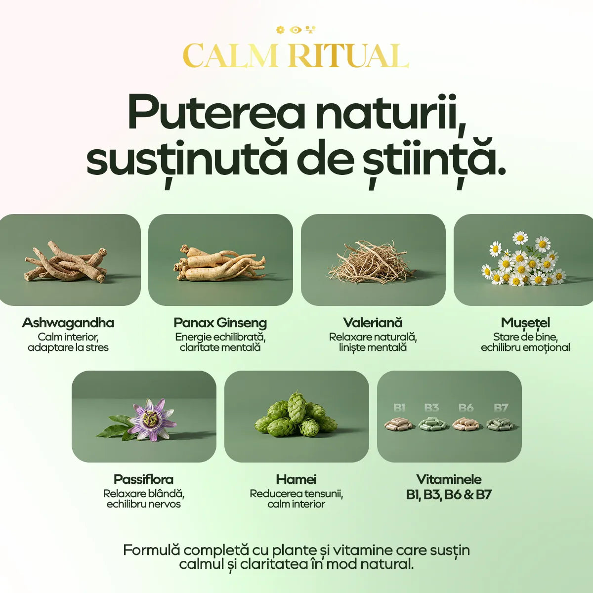 Compoziția Calm Ritual — ashwagandha, ginseng, valeriană, mușețel, passiflora, hamei și vitaminele B